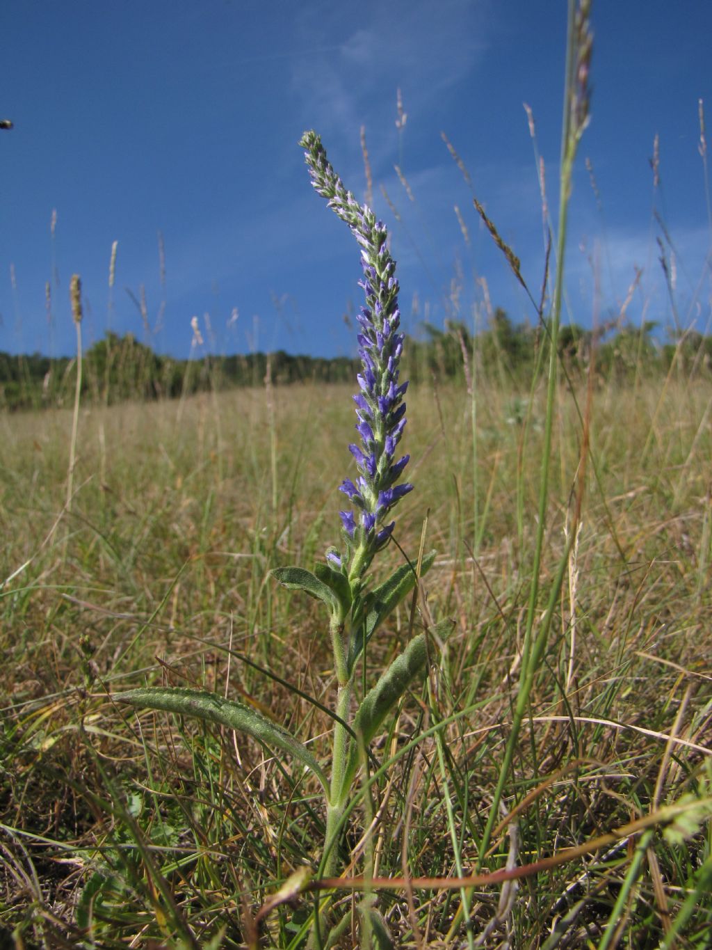 Cappadocia di Camporotondo (AQ)  - Veronica spicata